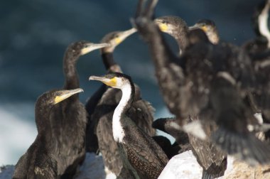 Sarpan Adası 'nda büyük karabatak sürüsü.