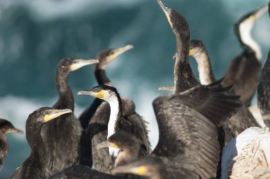 Sarpan Adası 'nda büyük karabatak sürüsü.