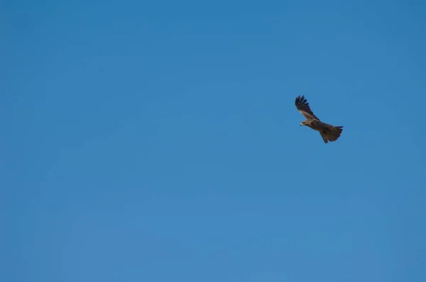 Black kite flying over the sky of dakar.. — Fotografia de Stock