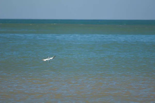 Royal tern fishing in the coast of Dakar.. — Stock Photo, Image