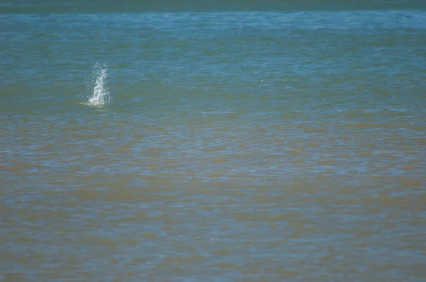 Water splash of a royal tern fishing. — Photo