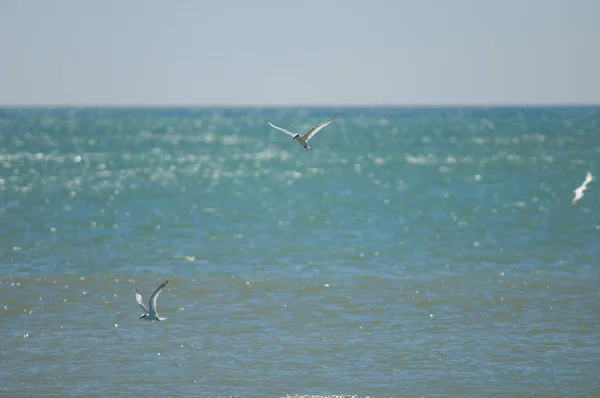 达喀尔海岸捕鱼的三明治燕鸥. — 图库照片