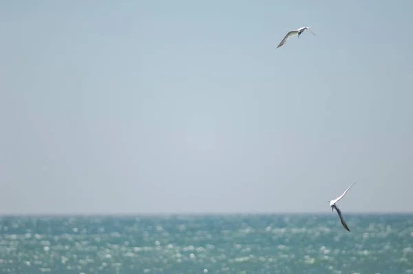 Sandwich terns fishing in the coast of Dakar. — Φωτογραφία Αρχείου