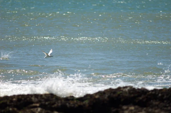 Sandwich terns fishing in the coast of Dakar. — ストック写真