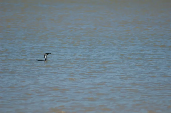 Great cormorant Phalacrocorax carbo in the coast of Dakar. — Zdjęcie stockowe