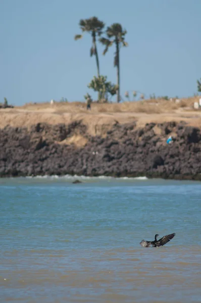 Nagy kormorán csapkodott a part a Dakar. — Stock Fotó