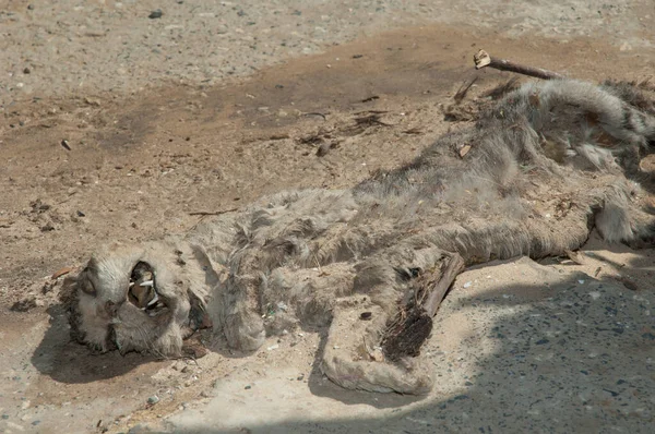 Ölü kedi Felis Catus kaldırımda.