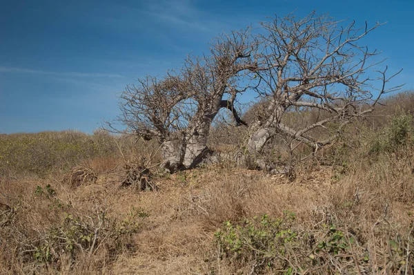 Sarpan Adası 'nda cüce baobab ağacı Adansonia digitata.