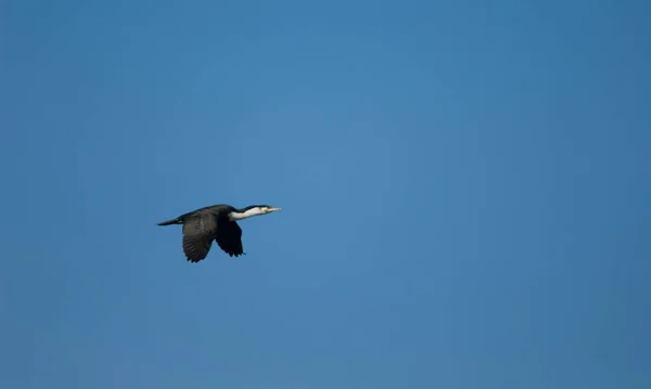 Great cormorant in flight over Sarpan Island. — Stock Photo, Image