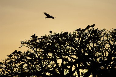 Pied crows on a tree at sunset. clipart