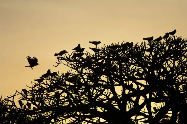 Pied crows on a tree at sunset. — Stockfoto