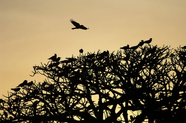 Pied crows on a tree at sunset. — Stockfoto