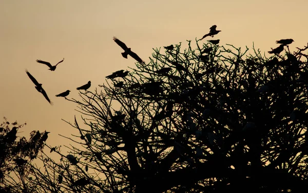 Cuervos empanados en un árbol al atardecer. —  Fotos de Stock