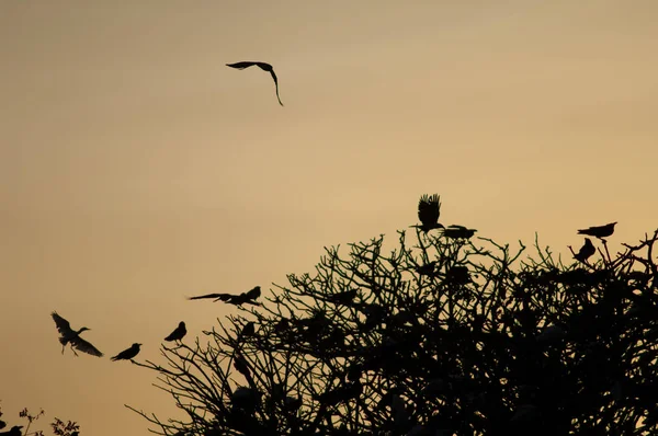 Pied crows and cattle egrets on a communal roost at sunset. — Stockfoto
