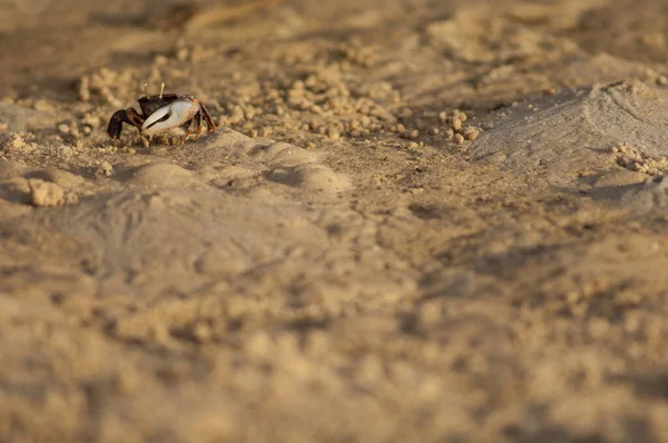 Male fiddler crab Afruca tangeri on the sand. — Stockfoto