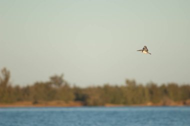 Pied Kingfisher Senegal Nehri üzerinde uçuyor..