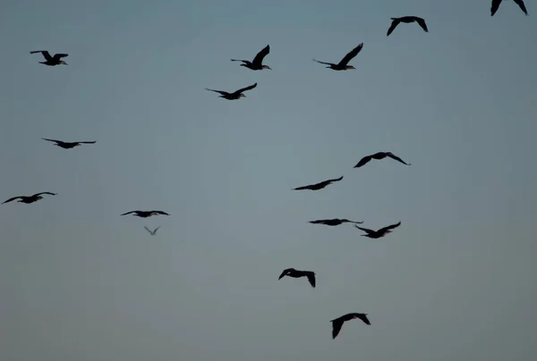 Wielkie kormorany Phalacrocorax carbo w locie o zachodzie słońca. — Zdjęcie stockowe