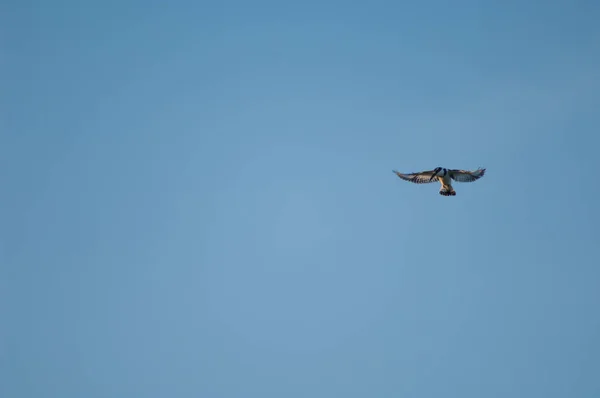 Pied kingfisher in flight searching for prey. — Photo