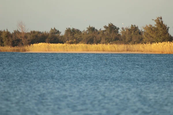 Rzeka Senegal w Parku Narodowym Langue de Barbarie. — Zdjęcie stockowe
