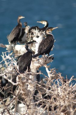 Sarpan Adası 'ndaki ağaçta harika karabataklar..