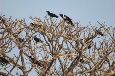 Pied Crows Corvus albusunu ortak bir tünekte.
