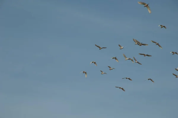 Flock of cattle egrets Bubulcus ibis in flight. — стоковое фото