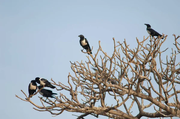 Pied crows Corvus albus on a communal roost. —  Fotos de Stock