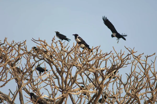 Corvi corvi corvi Corvus albus su un pozzo comunale. — Foto Stock