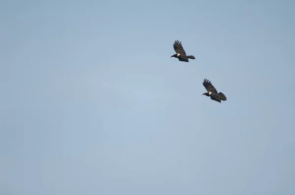 Pair of pied crows Corvus albus in flight. — Stock fotografie