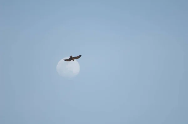 Black kite Milvus migrans in flight and moon. — Photo