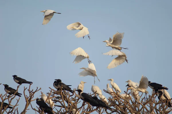 Cattle egrets and pied crows on a tree. — Stockfoto