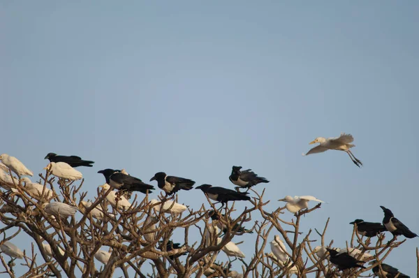Pied crows and cattle egrets on a tree. — Stockfoto