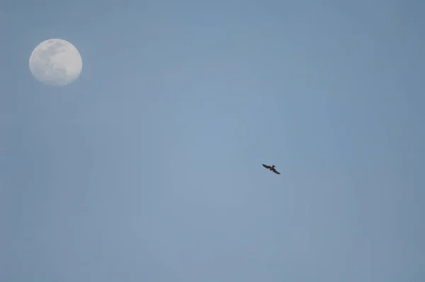 Black kite Milvus migrans in flight and moon. — Fotografia de Stock