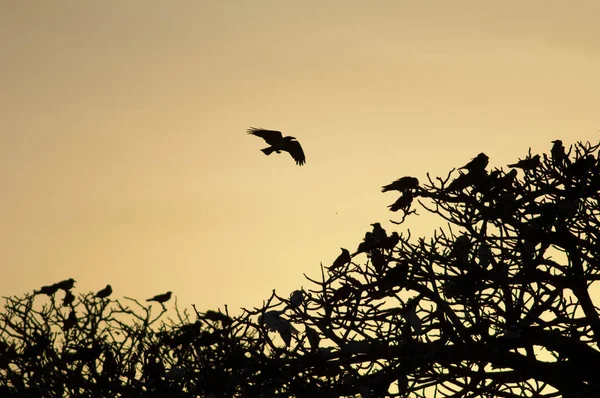 Cuervos empanados en un árbol al atardecer. —  Fotos de Stock