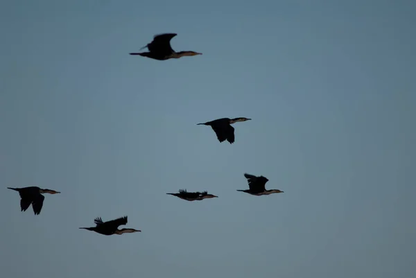 Grandes cormoranes Phalacrocorax carbo en vuelo al atardecer. — Foto de Stock