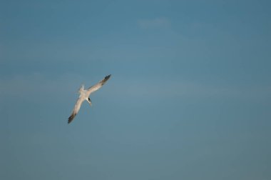 Kraliyet Deniz Feneri Thalasseus maximus albididorsalis balıklara saldırıyor.