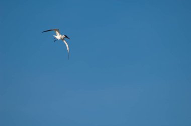Hazar filosu Senegal Nehri üzerinde uçuyor..