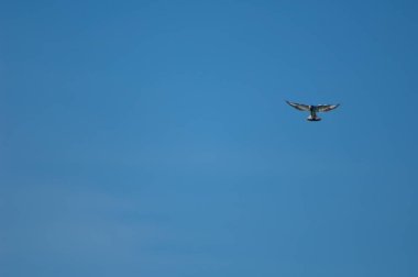 Pied Kingfisher Ceryle Rudis av arıyor.