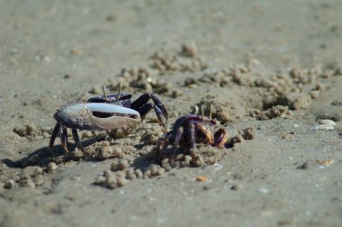 Male and female of fiddler crab Afruca tangeri.