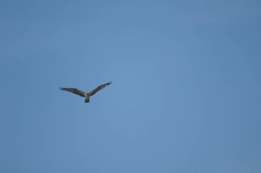 Osprey Senegal Nehri üzerinde uçuyor..