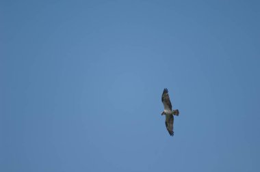 Osprey Senegal Nehri üzerinde uçuyor..