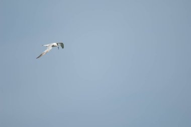 Senegal nehrinin üzerinde uçuyor..