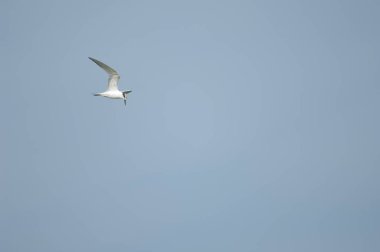 Senegal nehrinin üzerinde uçuyor..