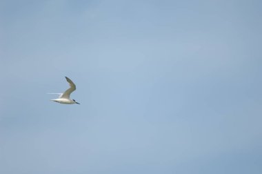 Senegal nehrinin üzerinde uçuyor..