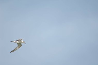 Sandwich tern in flight over the Senegal River.