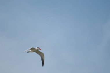 Hazar filosu Senegal Nehri üzerinde uçuyor..