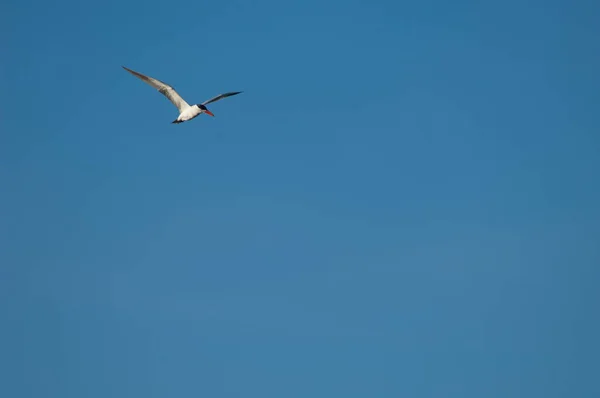 Caspian tern in flight over the Senegal River. — Stock Fotó