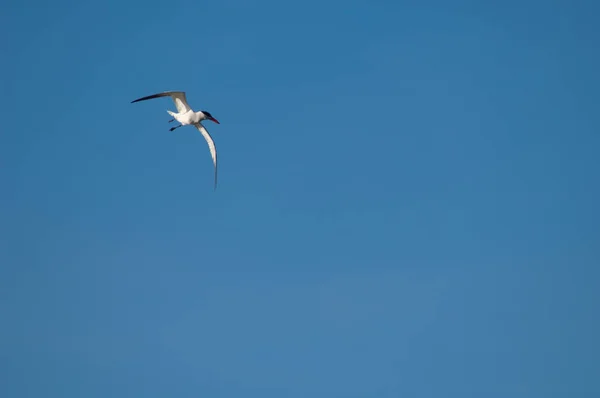 Caspian tern in flight over the Senegal River. — Stock Photo, Image