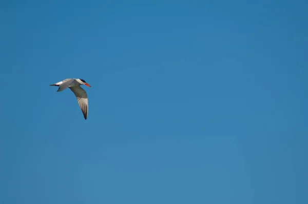 Caspian tern in flight over the Senegal River. — Stockfoto
