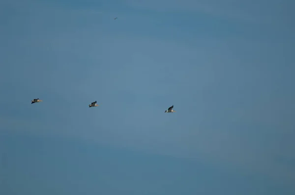 Büyük beyaz pelikanlar Pelecanus onocrotalus uçuyor. — Stok fotoğraf